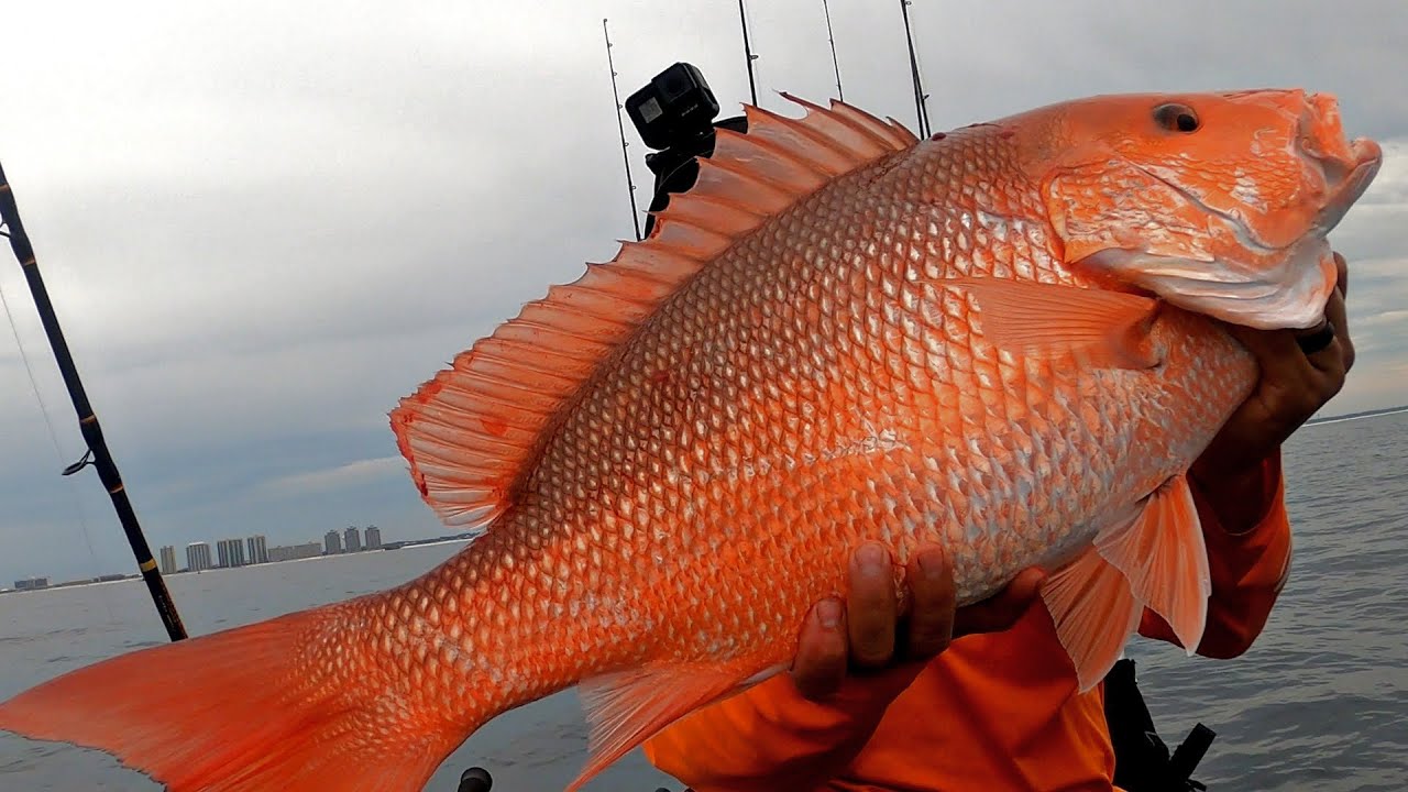 Red Snapper season is finally open ! Offshore Kayak Fishing
