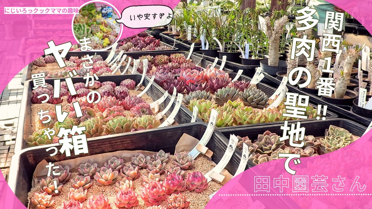【奇跡の多肉狩り】関西で有名な園芸の聖地にいってきたら、すごかった！【にじいろクックママ】