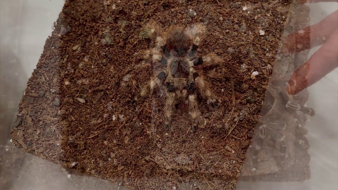 Science of Scary: Tarantula Taxonomy and Names