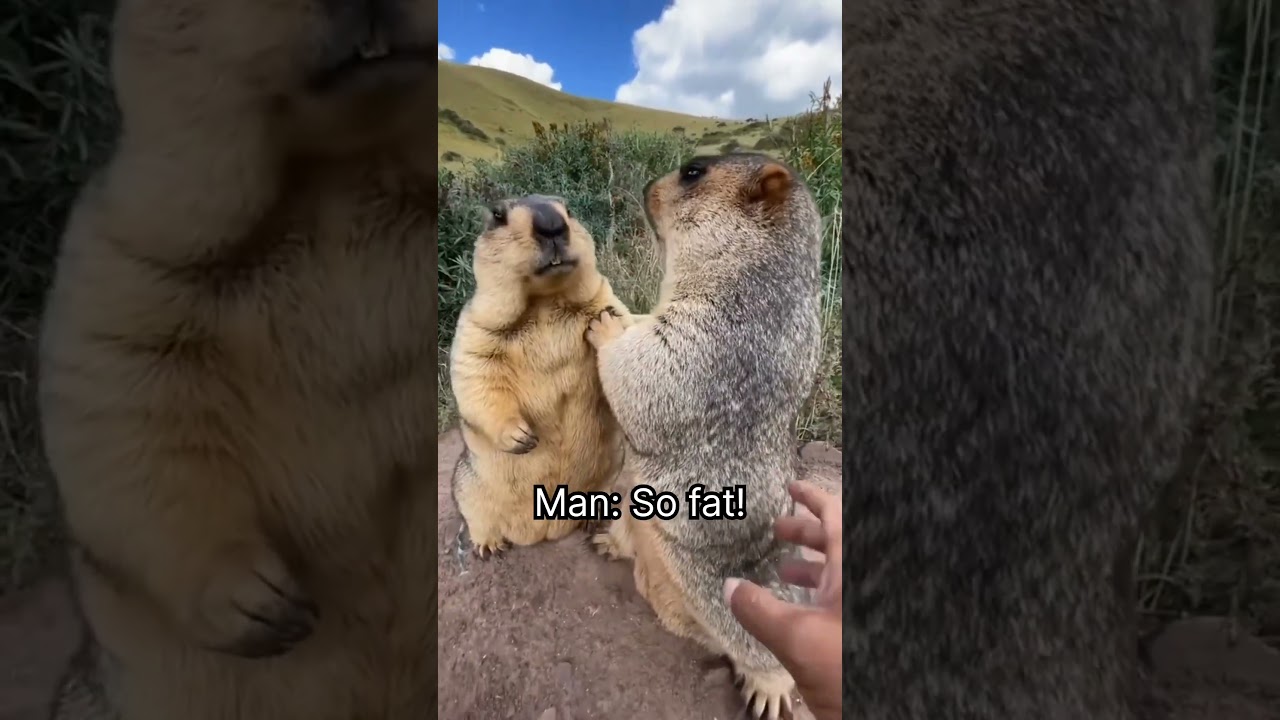 Marmot fight in wild #shortsviral #shorts