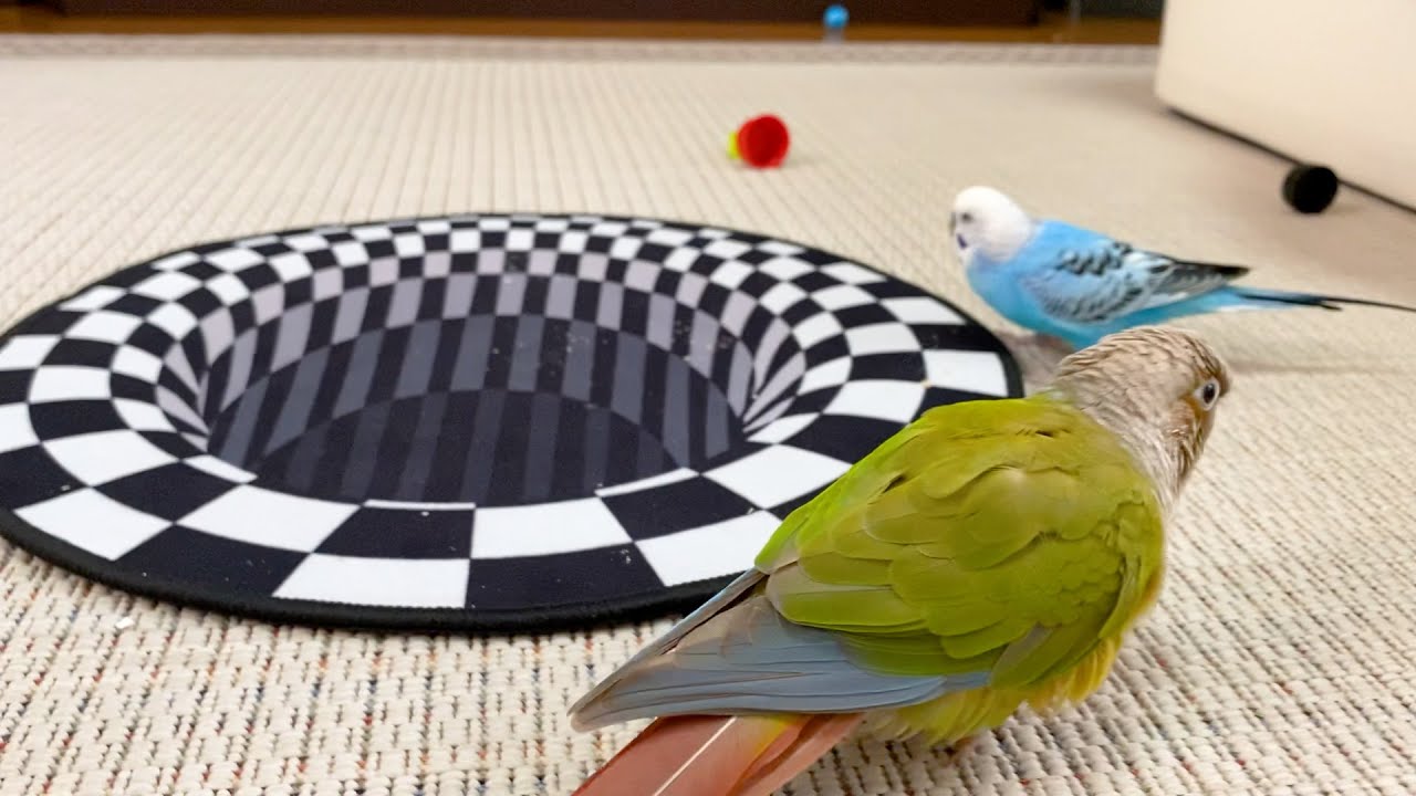 トリックアートをインコに見せたら怖がる場所が普通じゃなかったｗ