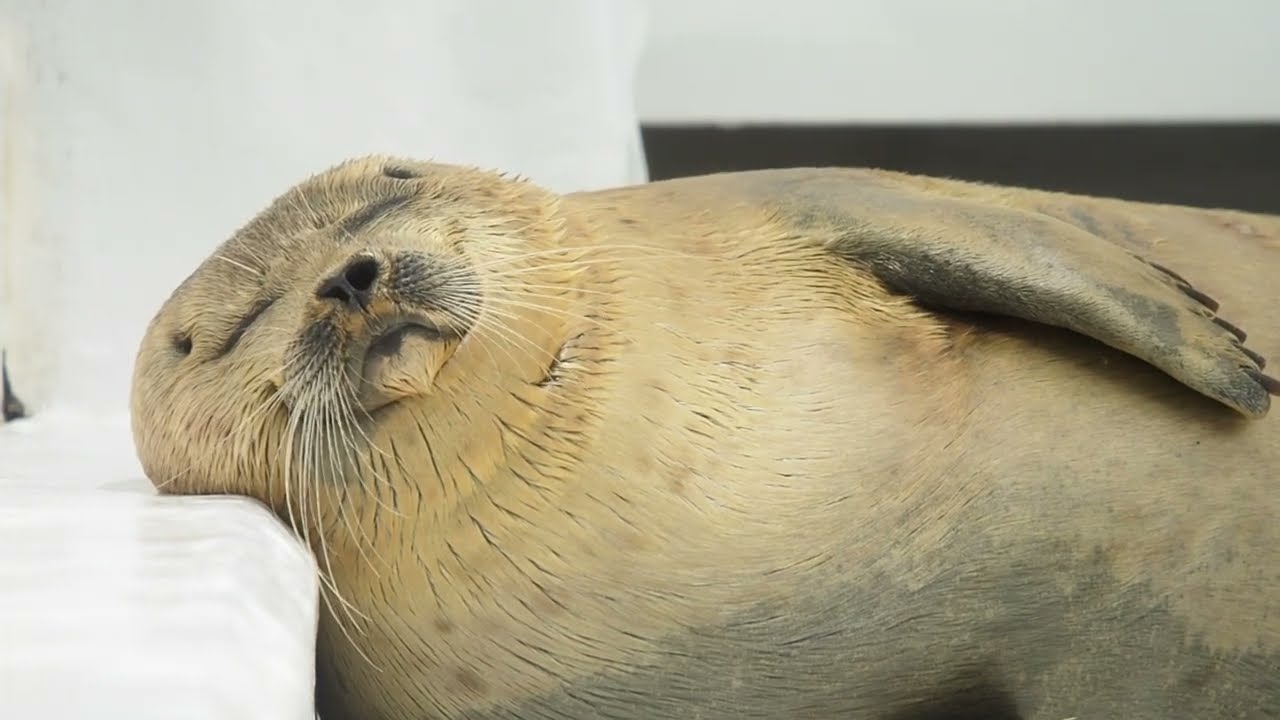 誕生日に昼寝するワモンアザラシのミゾレちゃん