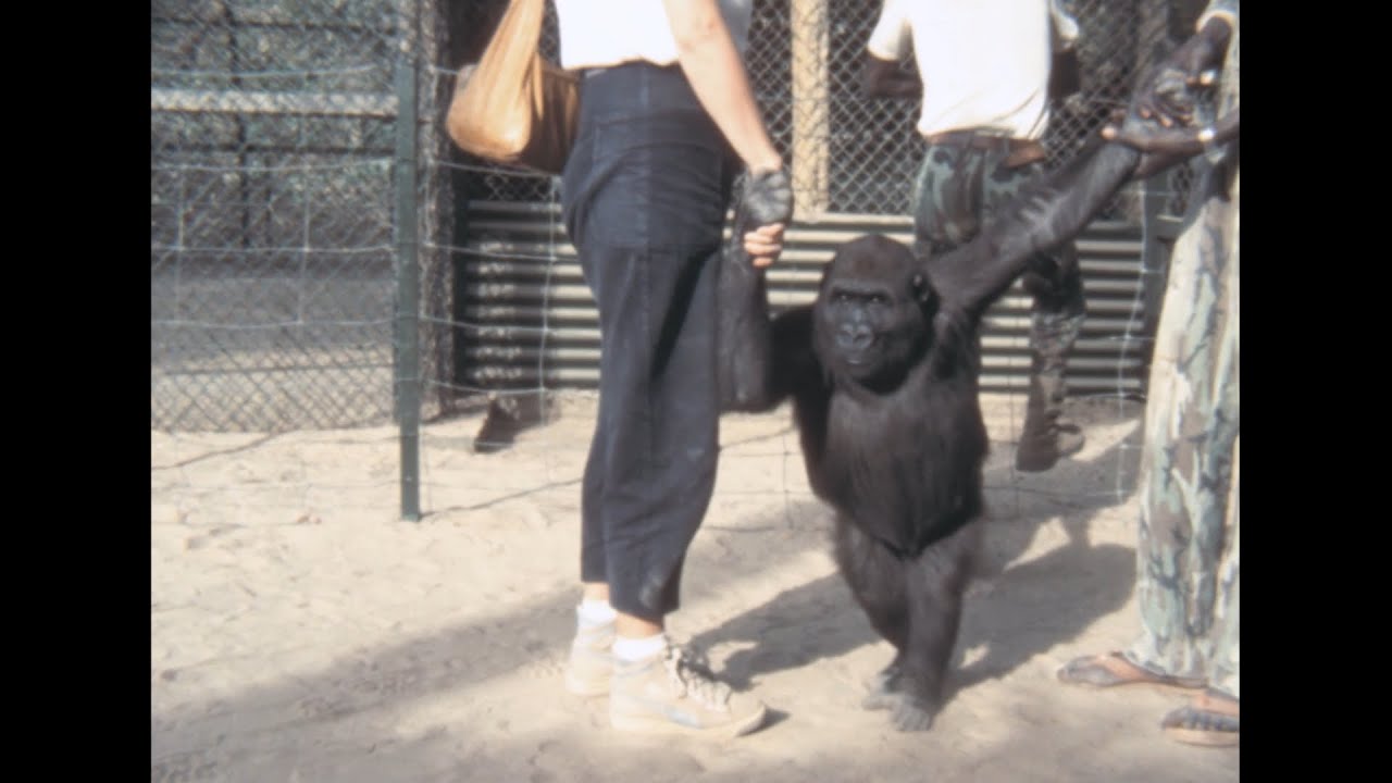 Abuko National Reserve 1985 archive footage