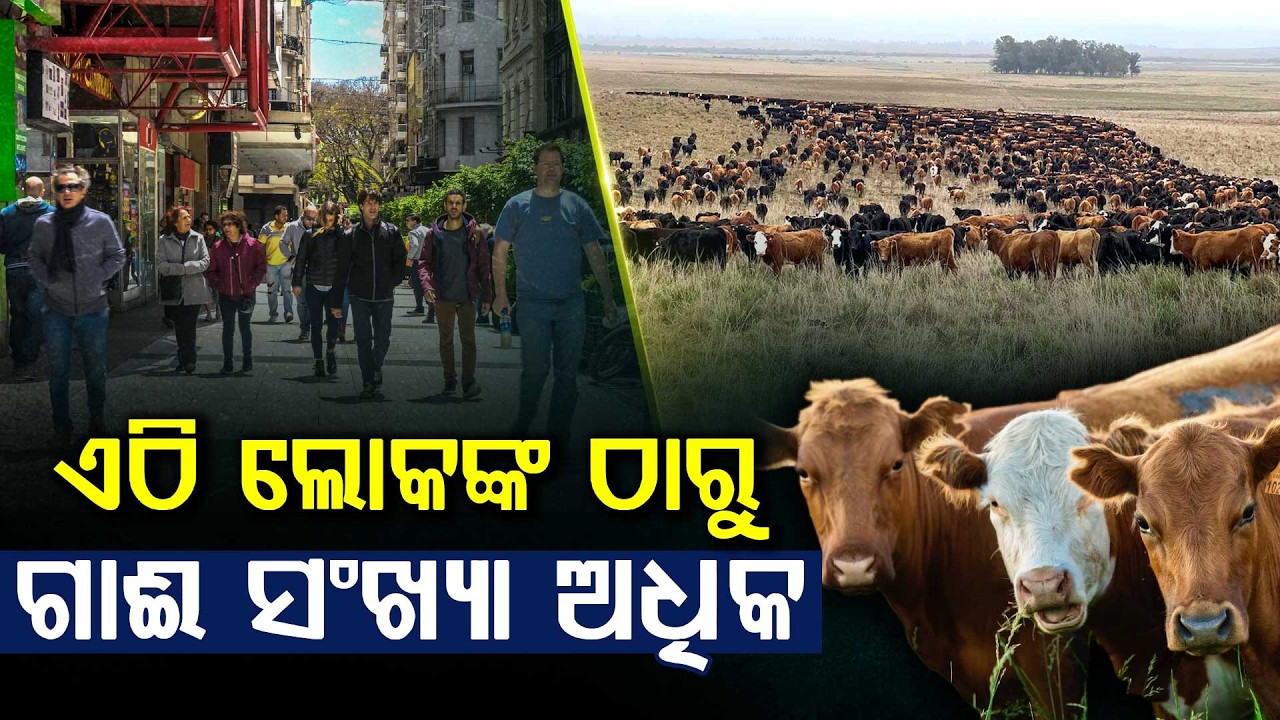 ଏଠାରେ ମଣିଷଙ୍କ ଅପେକ୍ଷା ୪ ଗୁଣ ଅଧିକ ଗାଈ || The Country With 4 Times More Cows Than People