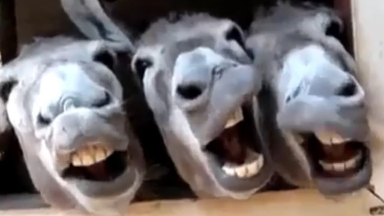 Donkey Meme