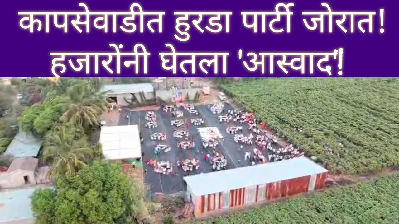 कापसेवाडीत हुरडा पार्टी जोरात!हजारोंनी घेतला 'आस्वाद'!#madha #party #अस्सल #शेती #शेतकरी #barshi