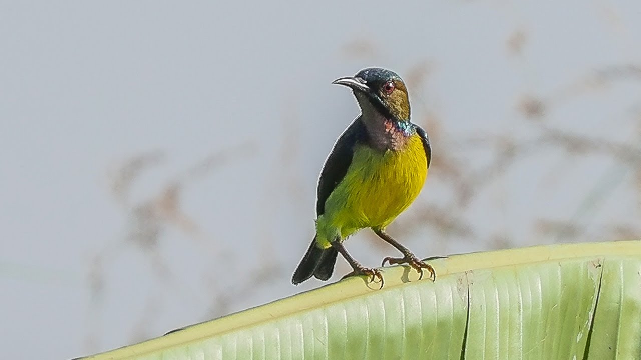 Birding Thailand 2024 16/16
