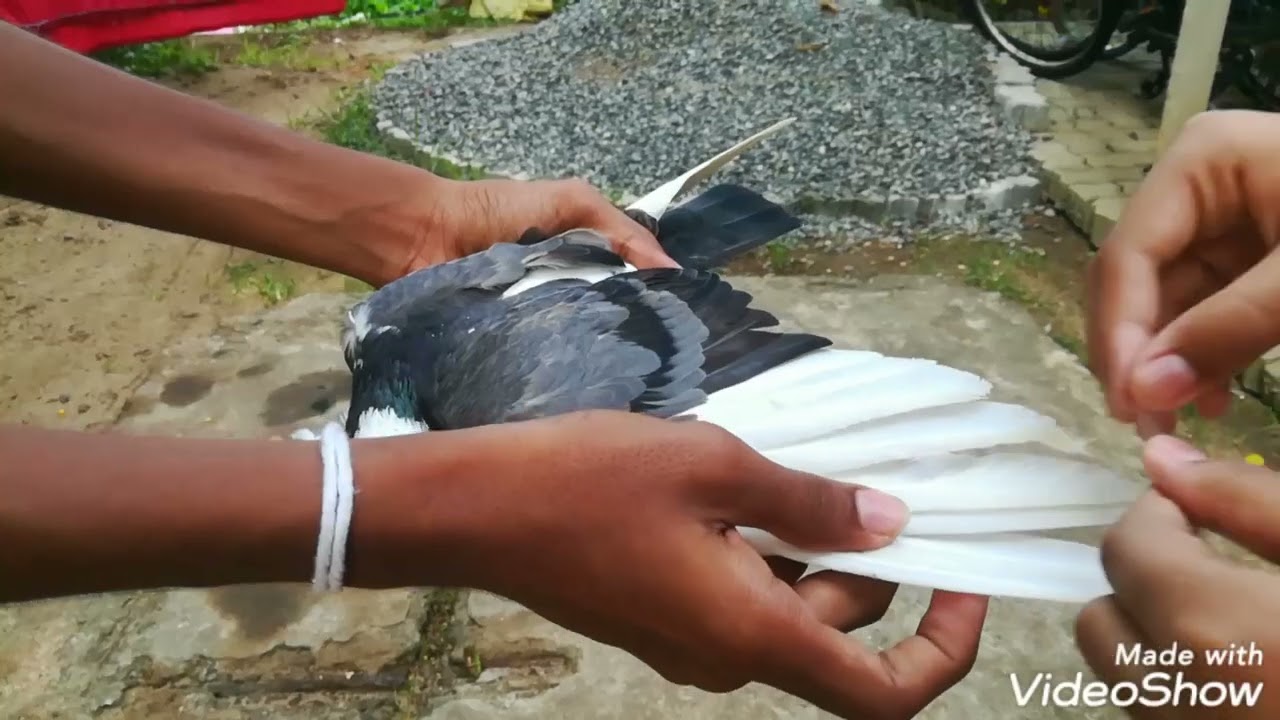 පරවි යන්ගේ තටු ටේප් කරන හරි විදිය😂😁😎😏🕊️🕊️🕊️