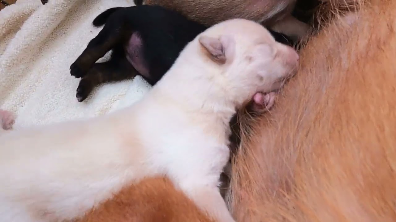 生後６日目の猟犬達です。