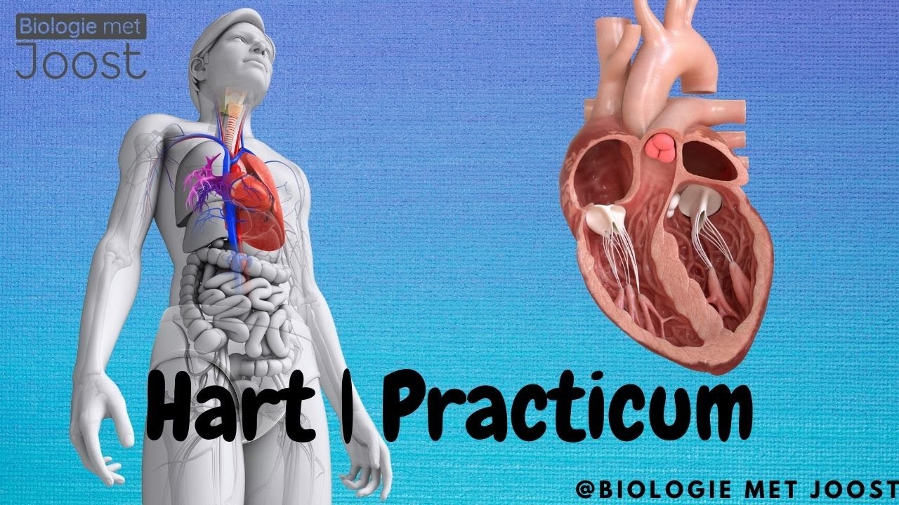 Zo zit het hart in elkaar | Practicum schapenhart