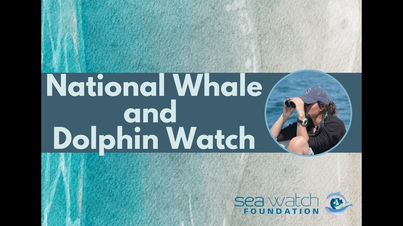 National Whale and Dolphin Watch