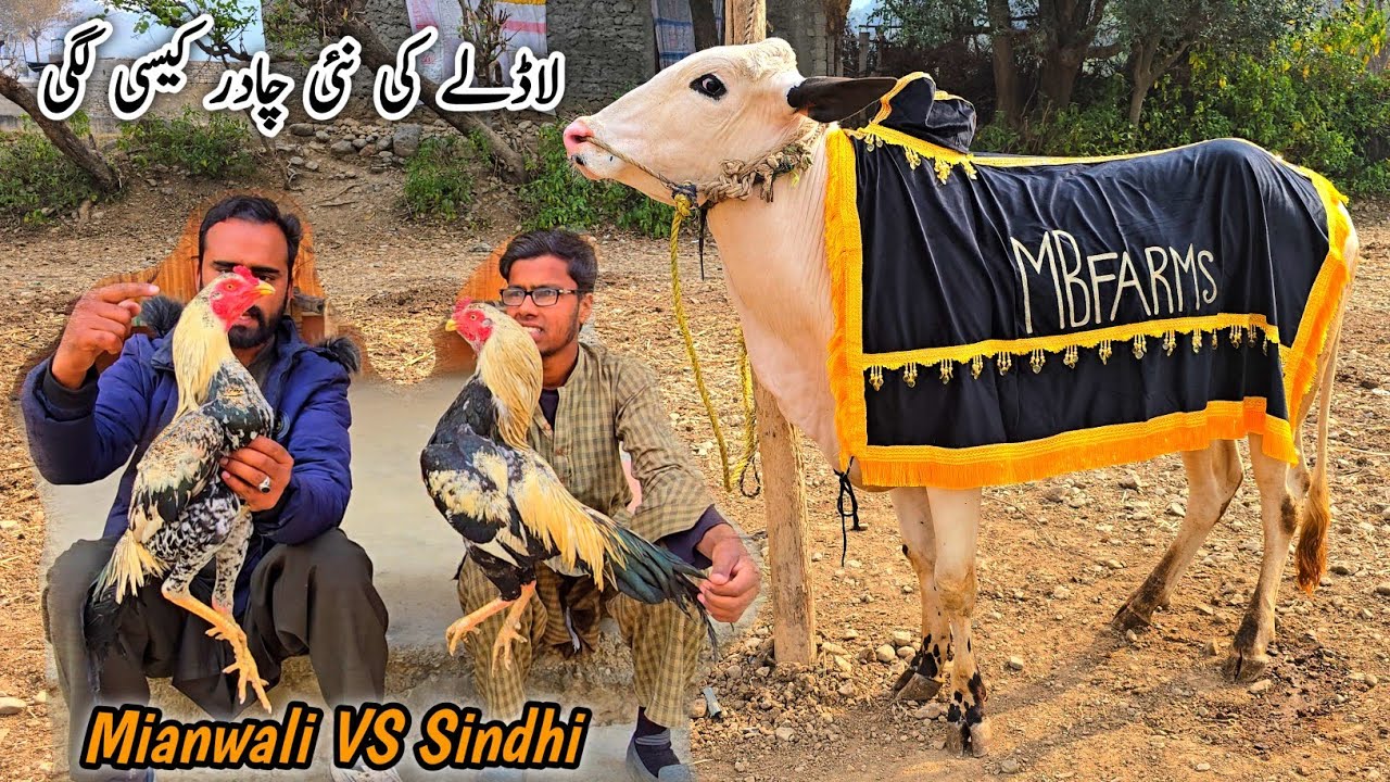 Ladly Ki New Chadar Or Mianwali vs Sindhi Aseel Village Life Daily Routine MB Vlogs 