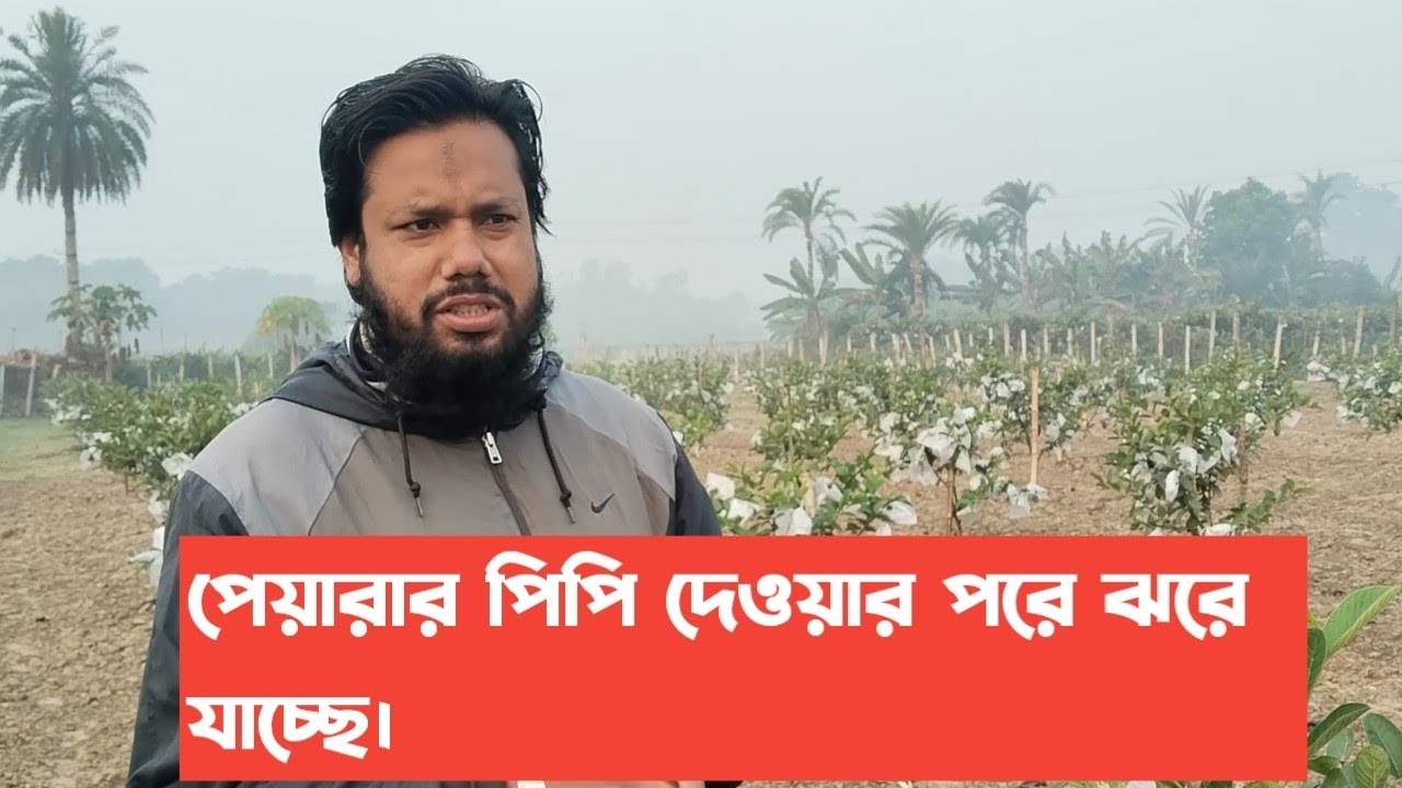 🛑পেয়ারার পিপি দেওয়ার পরে ঝরে যাচ্ছে Rubel Agro idea