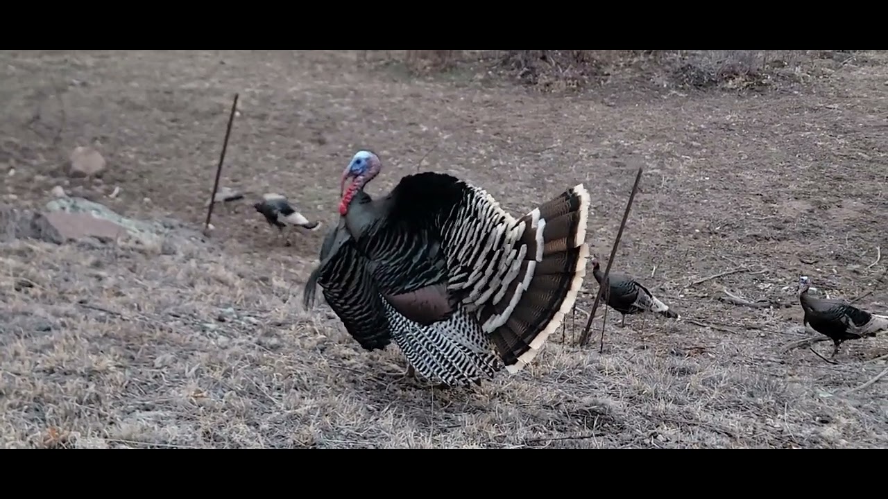 Tom Turkey struts his dance showing his affection for the DRZ400.