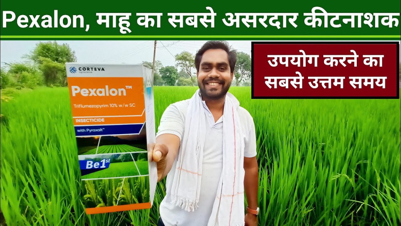 धान में Pexalon का उपयोग कब करें | Corteva Pexalon | Triflunezopyrim 10% sc @Kisan Darshan
