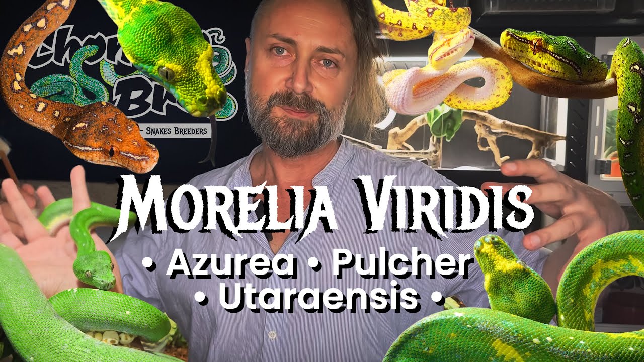 Morelia Viridis • Azurea • Utaraensis • Pulcher - PYTON ZIELONY - nazewnictwo