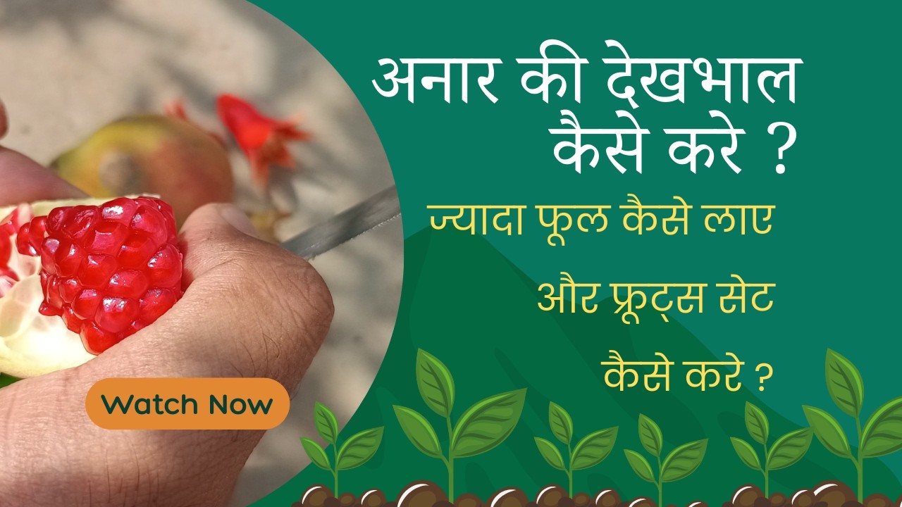 18 इंच ग्रो बैग में अनार का पौधा | फूल से फल तक पूरी जानकारी | Organic Terrace Gardening