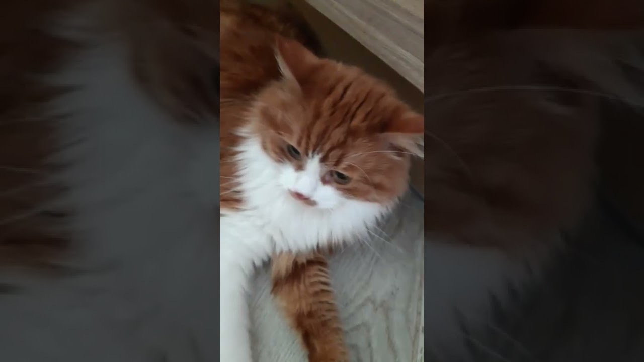 милый кудряшка