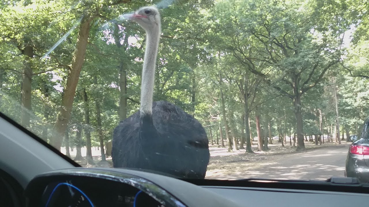 Thoiry ZooSafari - Yvelines - Visite et Tour du Safari en voiture - POV (21/07/2018) ! [HD]