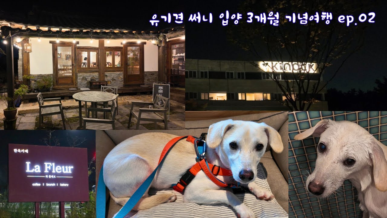 [써니 SUNNY] 유기견 입양 3개월 기념 경주여행 ft. 애견호텔 키녹 / Trip to Gyeongju celebrating 3 months with Sunny 🐾