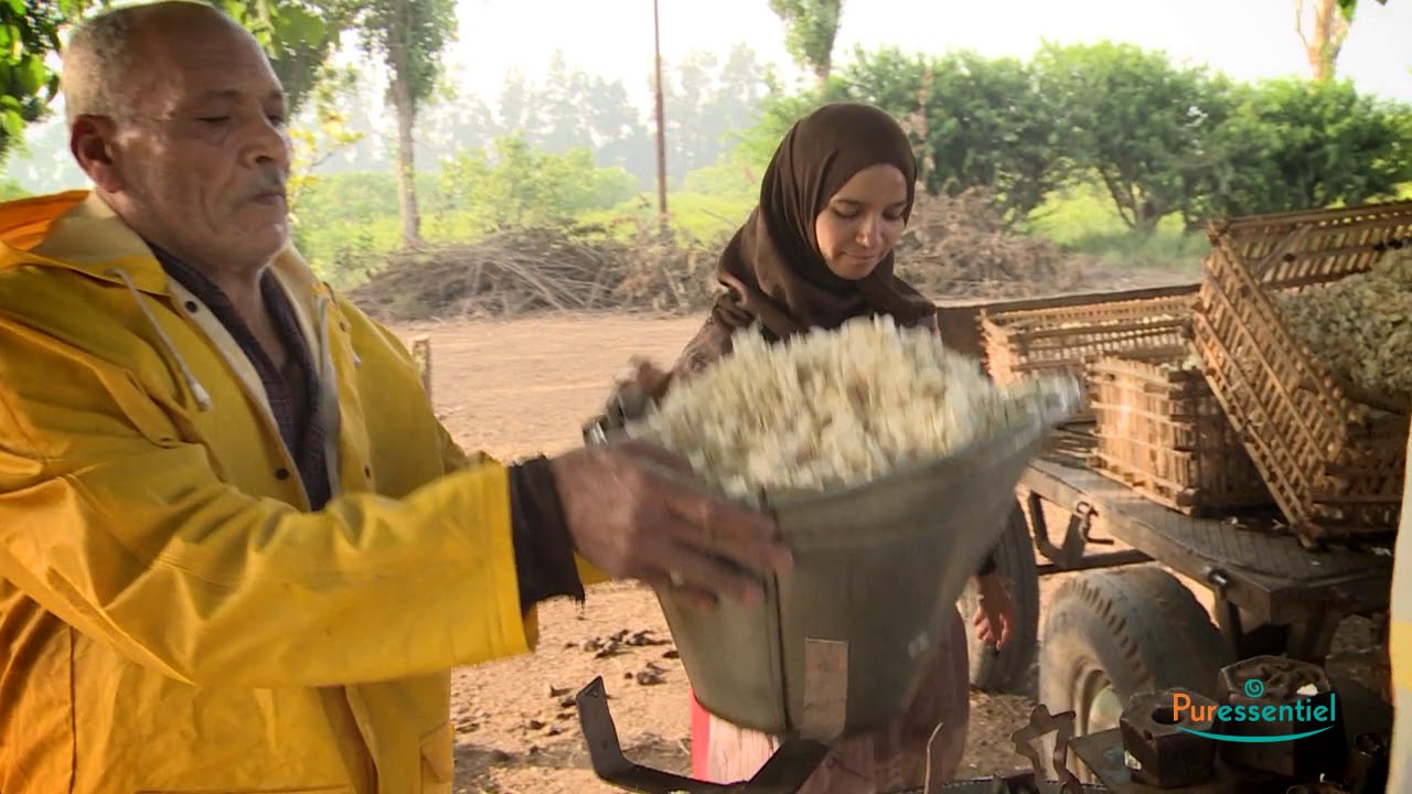 Récolte du Jasmin en Egypte !