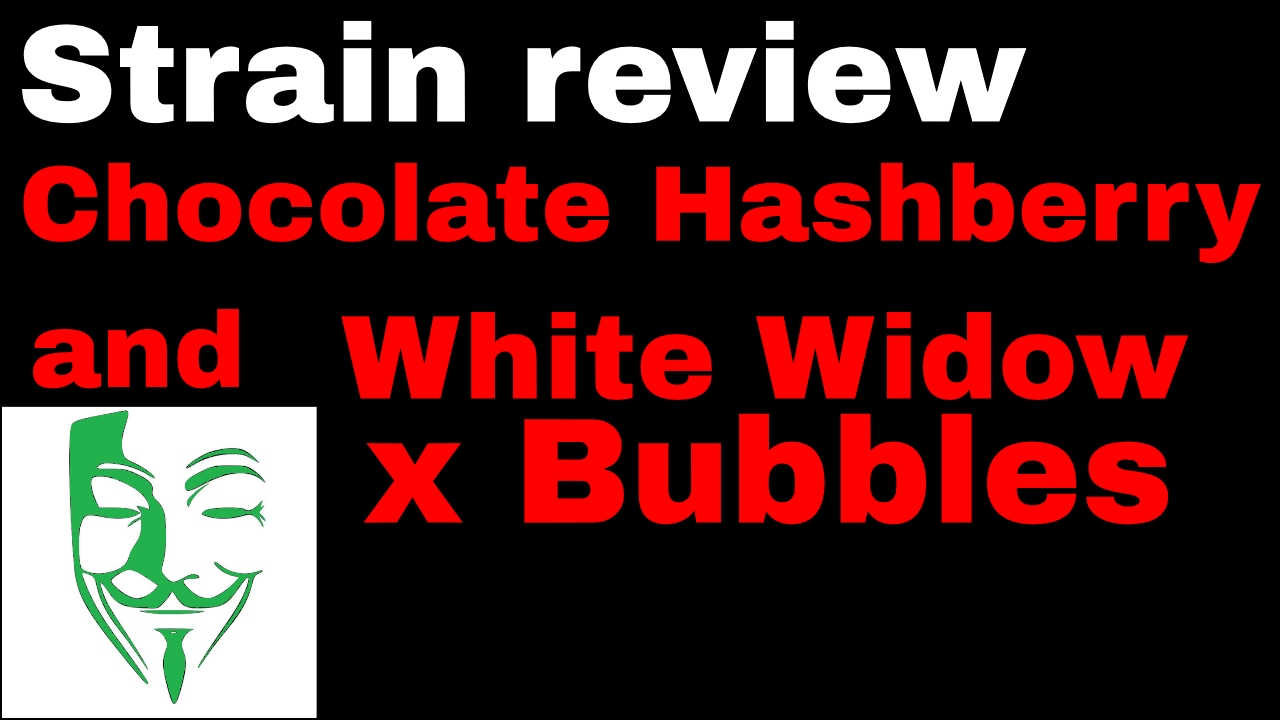 Chocolat HashBerry and White widow x Bubbles Strain review