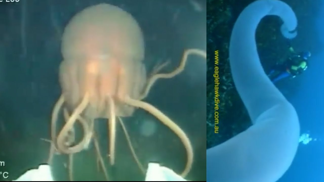 海で遭遇した驚くほど不思議な生物(＋現象)