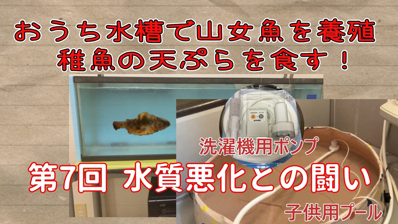 おうち水槽でのヤマメ飼育ではなく養殖 （第7回：水質悪化との闘い）