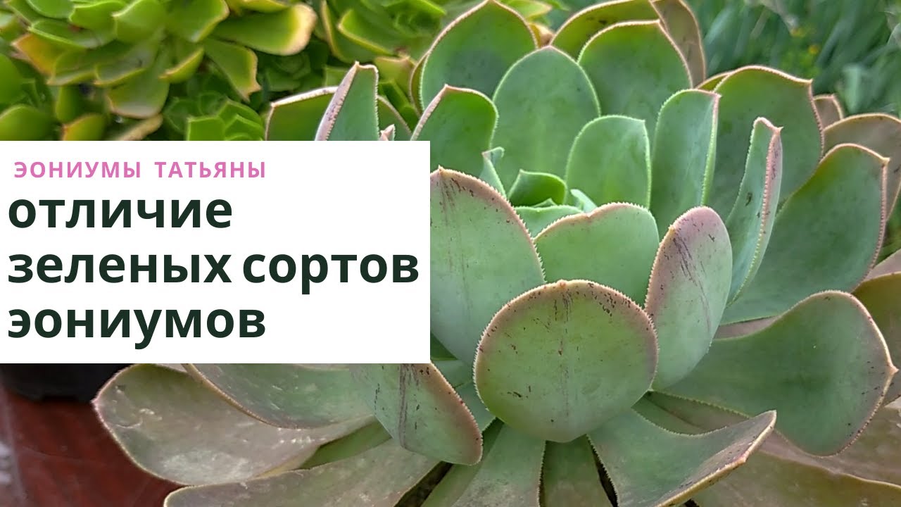 Чем отличаются зеленые сорта эониумов