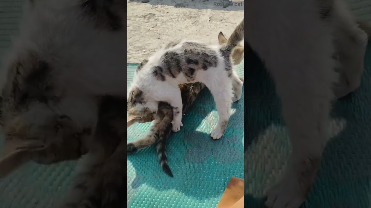 Cat videos cat fight viral video cat 