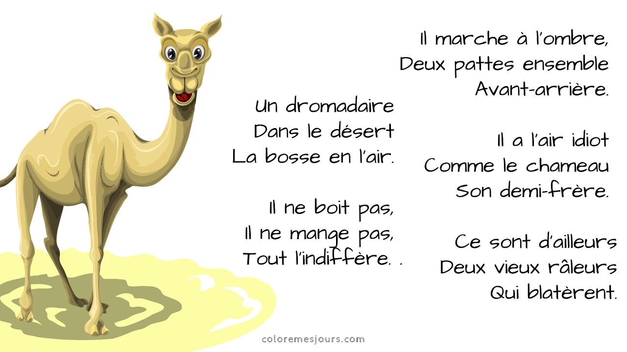 Le dromadaire