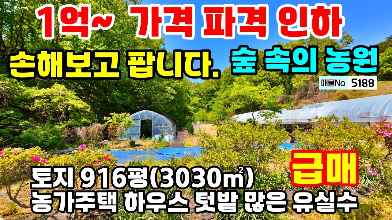 (초초 급매 1억 파격적인 가격 인하) 숲 속의 자연농원 매입기회 넓은 토지와 농가주택 하우스 텃밭 유실수 많은 충남 공주부동산(행운집땅부동산tv)~시골집 주택 전원주택 매매 급매