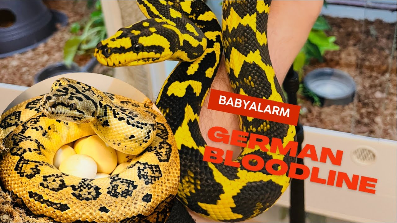 Riesen Teppichpython Gelege schlüpft - Morelia Spilota Cheynei German Bloodline