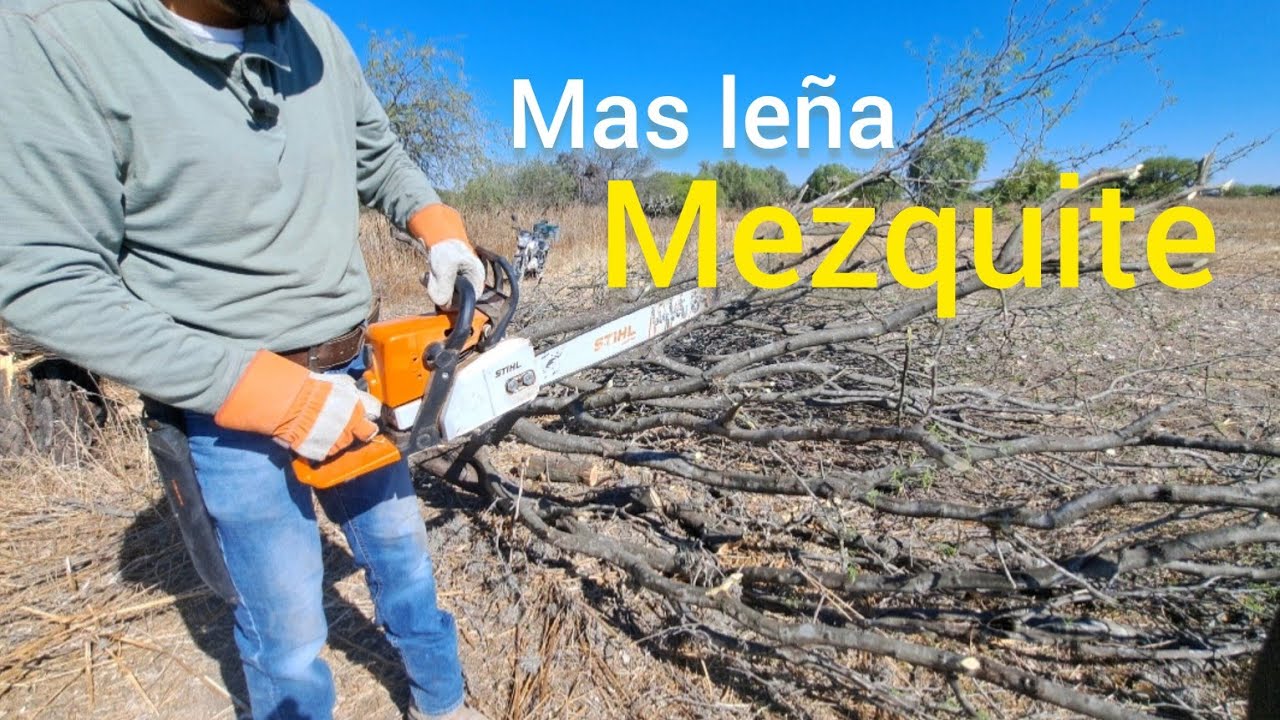 Leña de mezquite para las tortillas