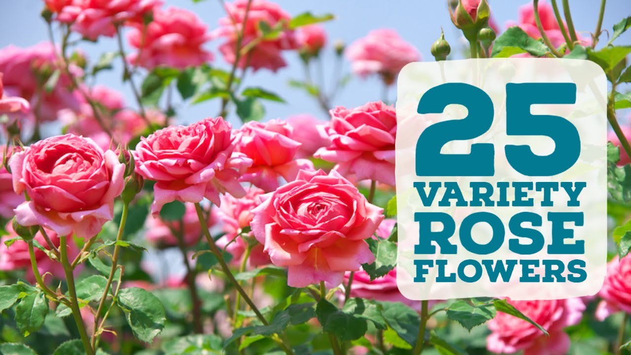 25 Variety Rose flowers and Plants | Rose Flower types 🌹