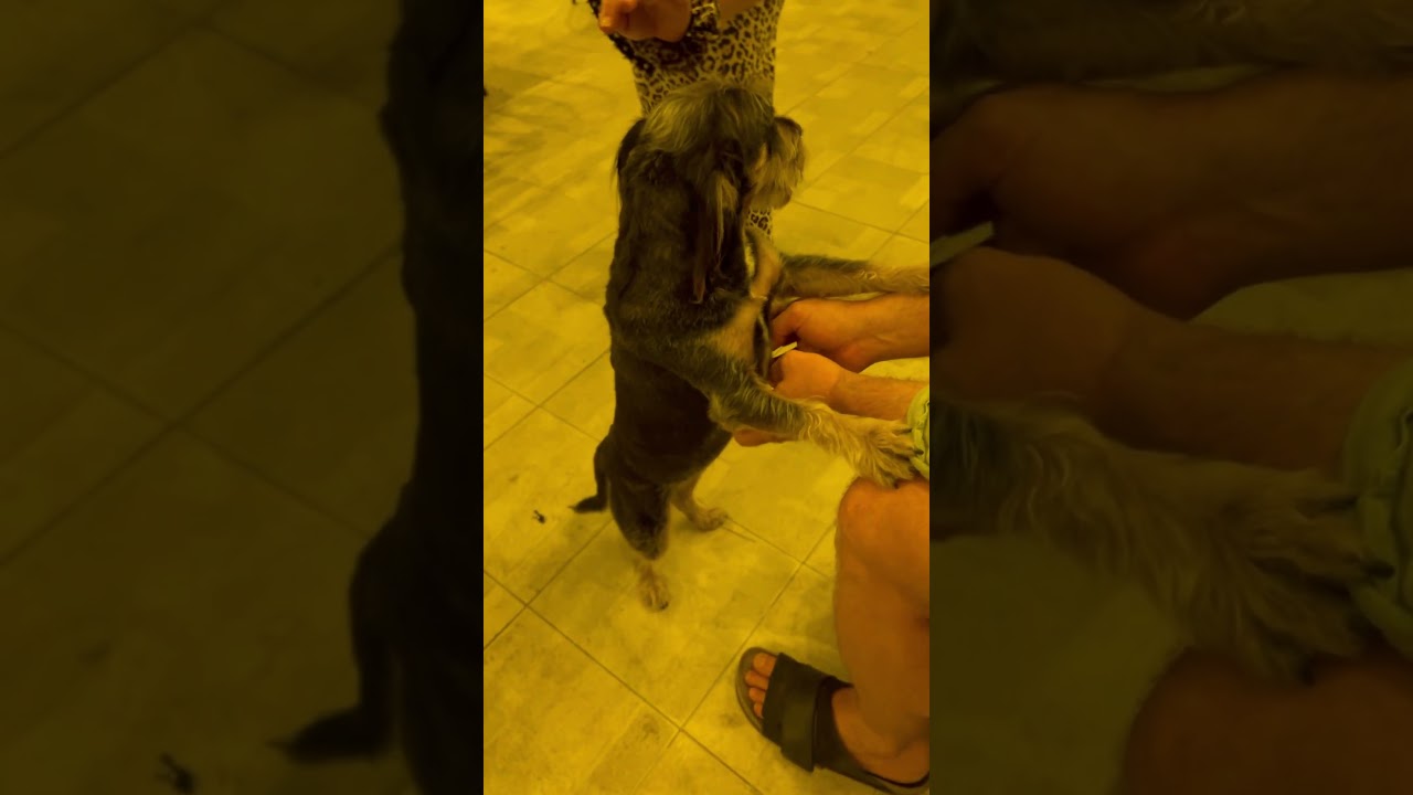 Very cute Croatian little one came to have some hugs and cuddles #dogs #cute #animals