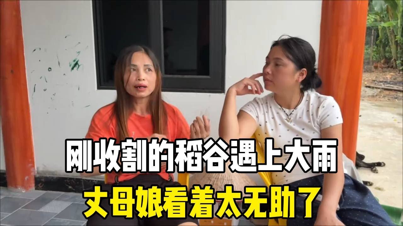 越南老丈人家刚收割的稻谷遇上大雨，瞬间全遭损害，丈母娘看着太无助了！