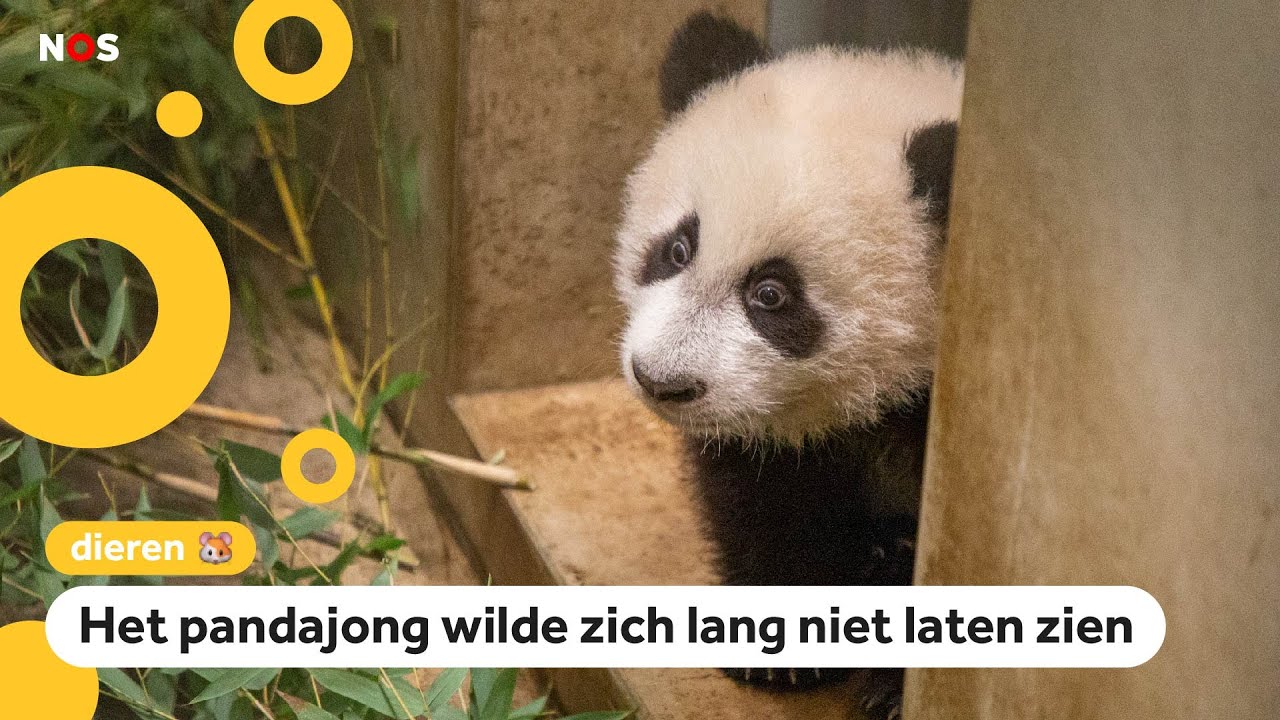 Pandajong Lang Yue te zien voor publiek