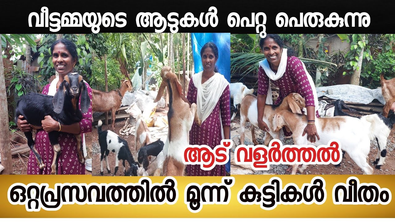 ഒറ്റപ്രസവത്തിൽ മൂന്ന്‌ കുട്ടികൾ വീതം വീട്ടമ്മയുടെ ആടുകൾ പെറ്റ് പെരുകുന്നു/Goat Farming Malayalam