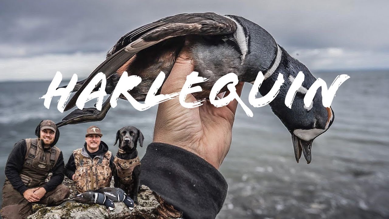 Sea Duck Hunting | WA State Harlequin