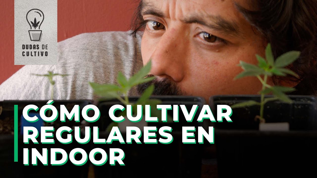 CULTIVA REGULARES EN TU INDOOR