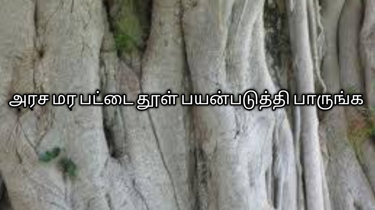 70.அரச மர பட்டை தூள் பயன்படுத்தி பாருங்க(20.4.2019)