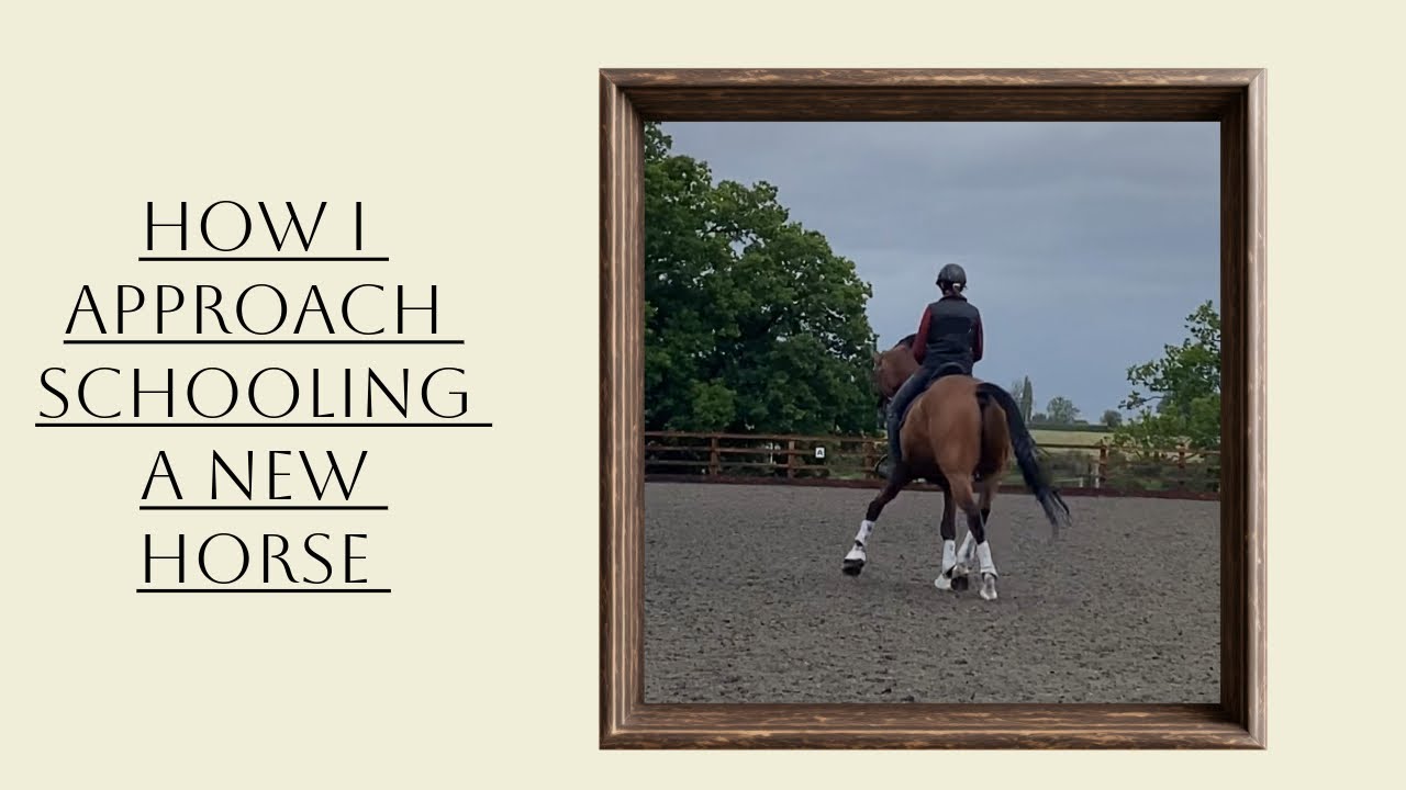 How I Approach Schooling A New Horse | Equestrian 
