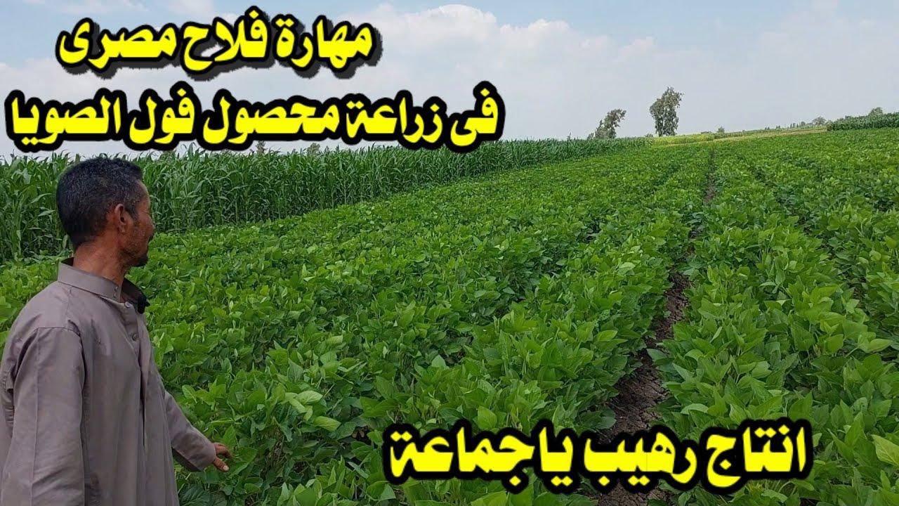 مهارة فلاح مصرى فى زراعة محصول فول الصويا/ إنتاج رهيب ياجماعة