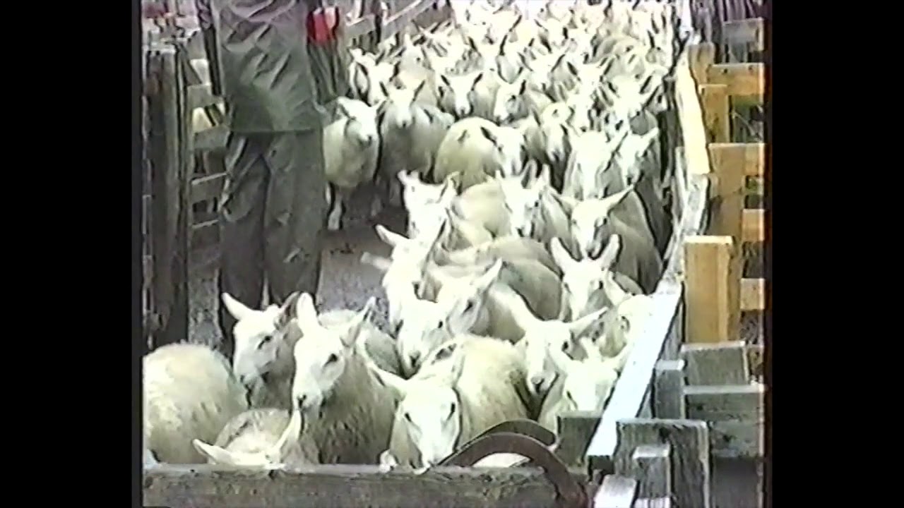LAIRG NORTH COUNTRY CHEVIOT LAMB SALE AUGUST 1992