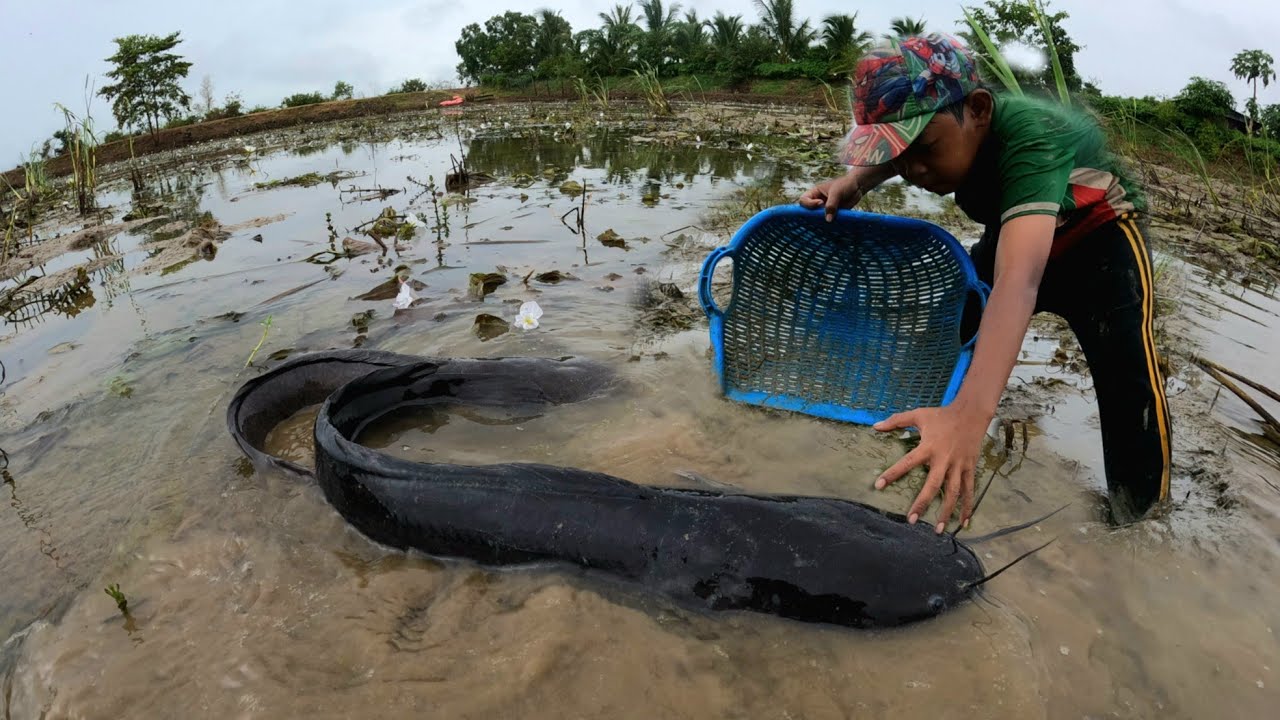 Catch a lot of fish with equipment in the rice fields after the music of the harp.