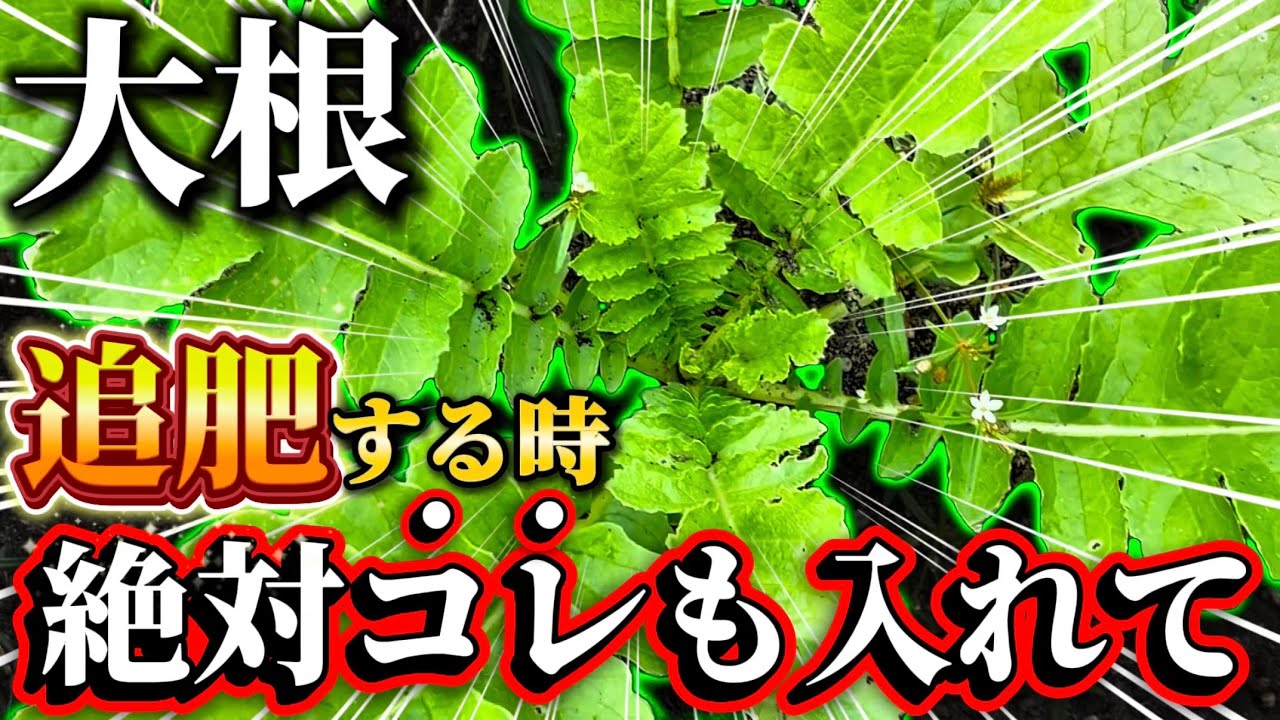 【大根】追肥にコレ追加してみて！大根の質が上がります。必ず追肥時にやってほしいことについてお話しします
