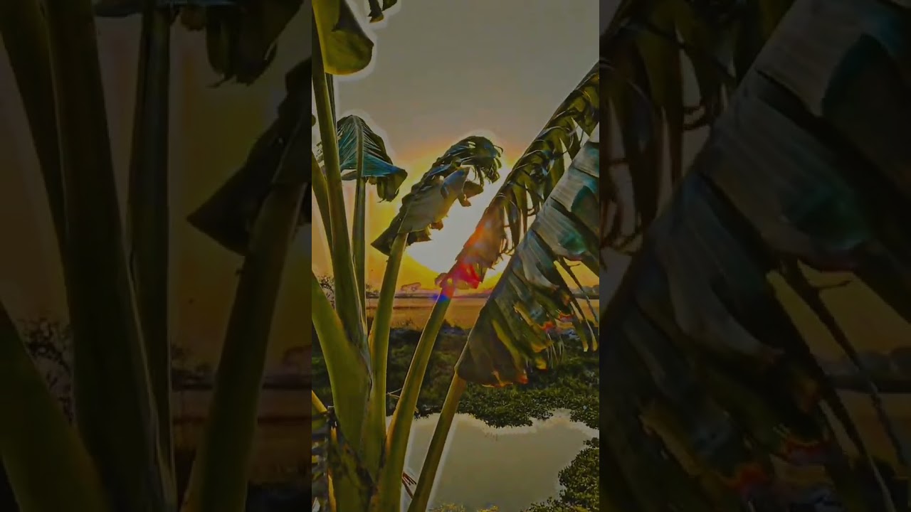 sunlight 🌄 vs Banana🍌 😮💯💯