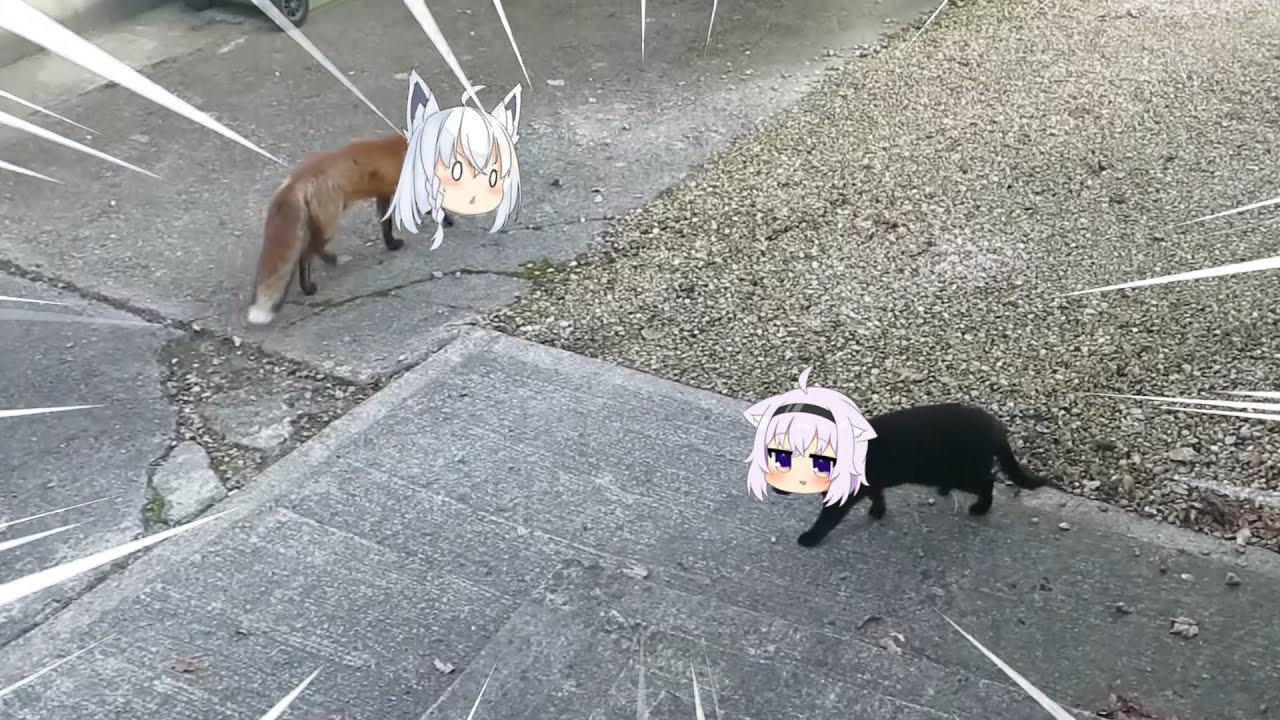 Fubuki fox Vs Okayu cat | Animal hololive