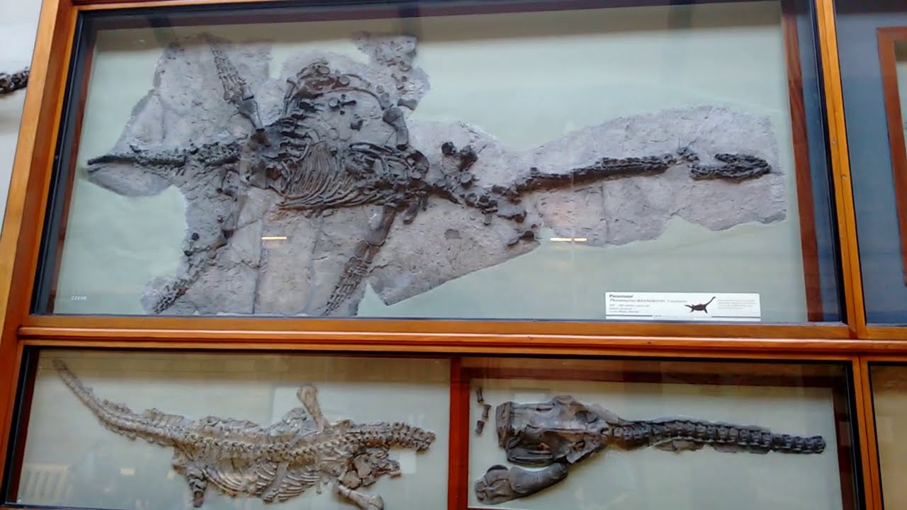 Plesiosaur - Mary Anning's most important find